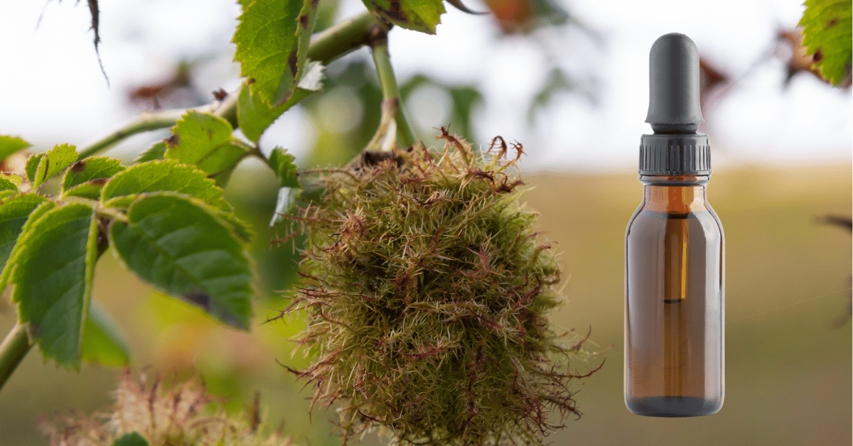 Tinktura z hálky růžové: Tajemství síly plané růže